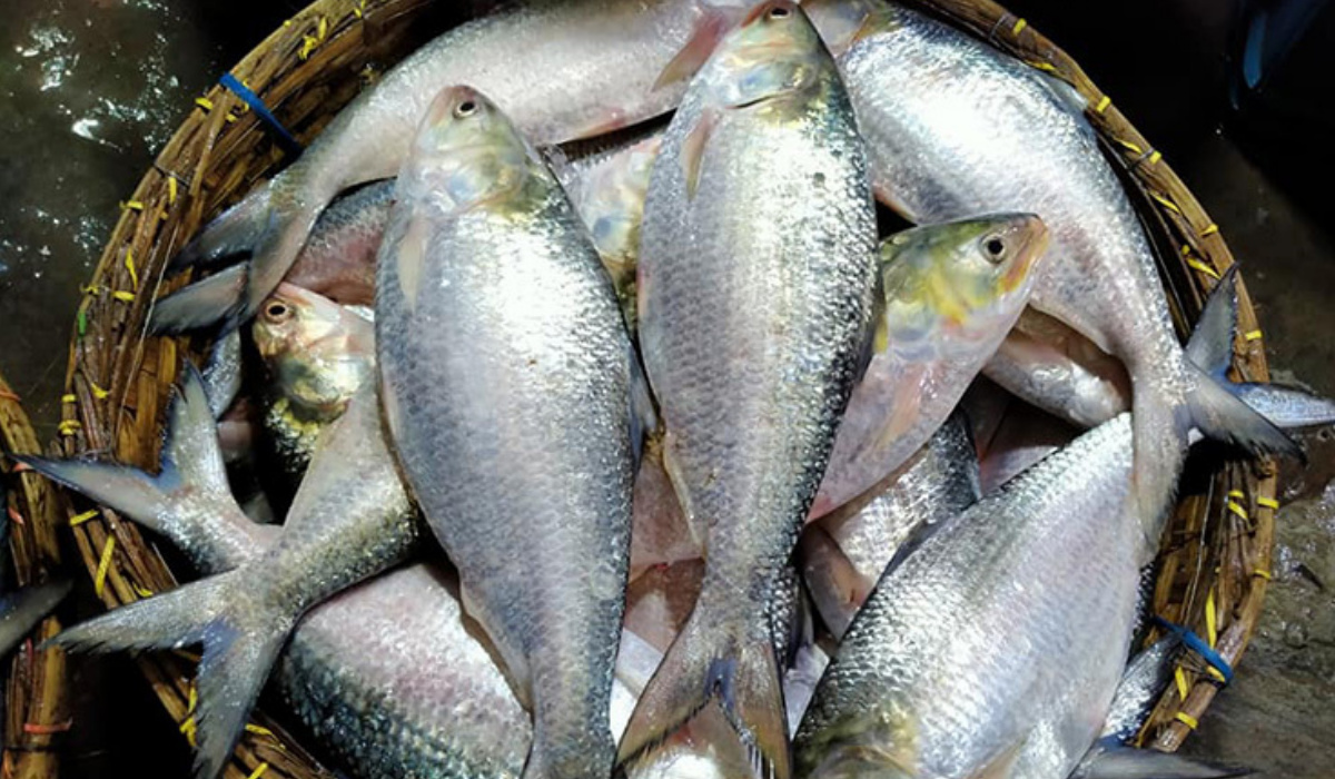 ইলিশের দাম কেন এত বেশি?
