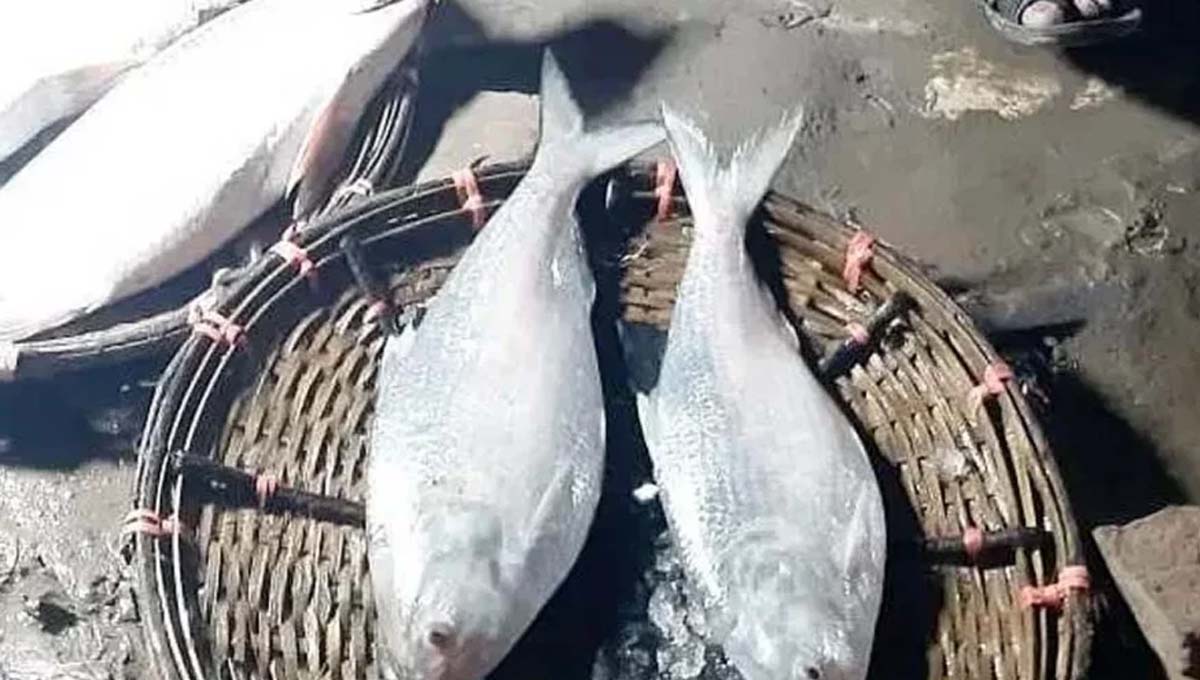 ইলিশ দুটি এক নজর দেখতে ভিড় করছেন অনেকেই