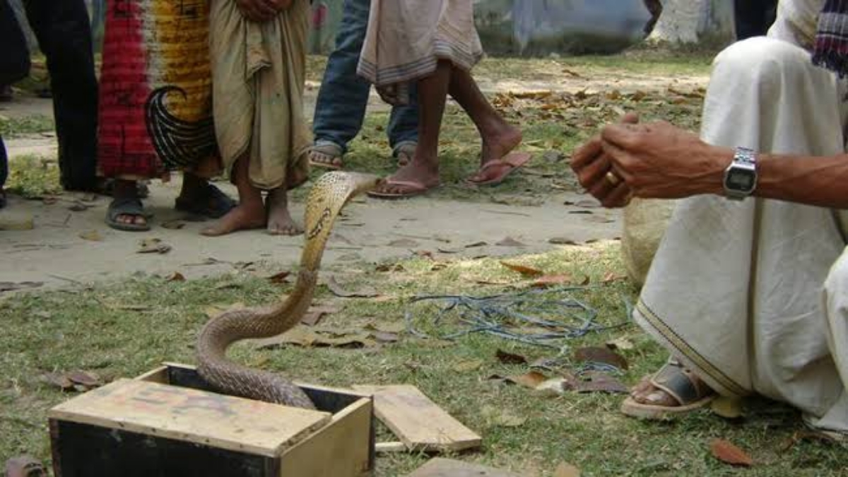 নিজের পোষা সাপের কামড়ে সাপুড়ের মৃত্যু নিজের পোষা সাপের কামড়ে সাপুড়ের মৃত্যু