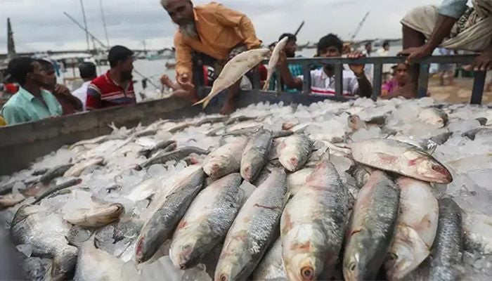 ভারতে ৩৯৫০ টন ইলিশ রপ্তানির অনুমতি