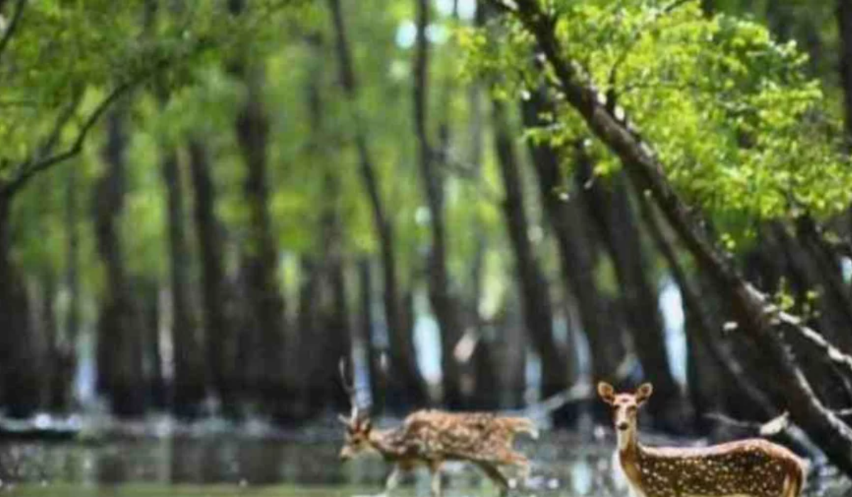 তিন মাসের নিরবতায় জেগেছে সুন্দরবন