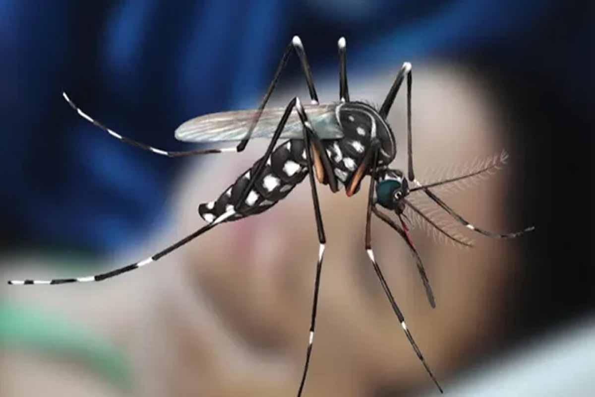 ডেঙ্গুতে একজনের মৃত্যু, হাসপাতালে ভর্তি ১০৩