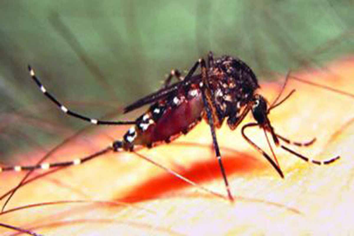 ডেঙ্গুতে মৃত্যু ১৭০০ ছাড়াল