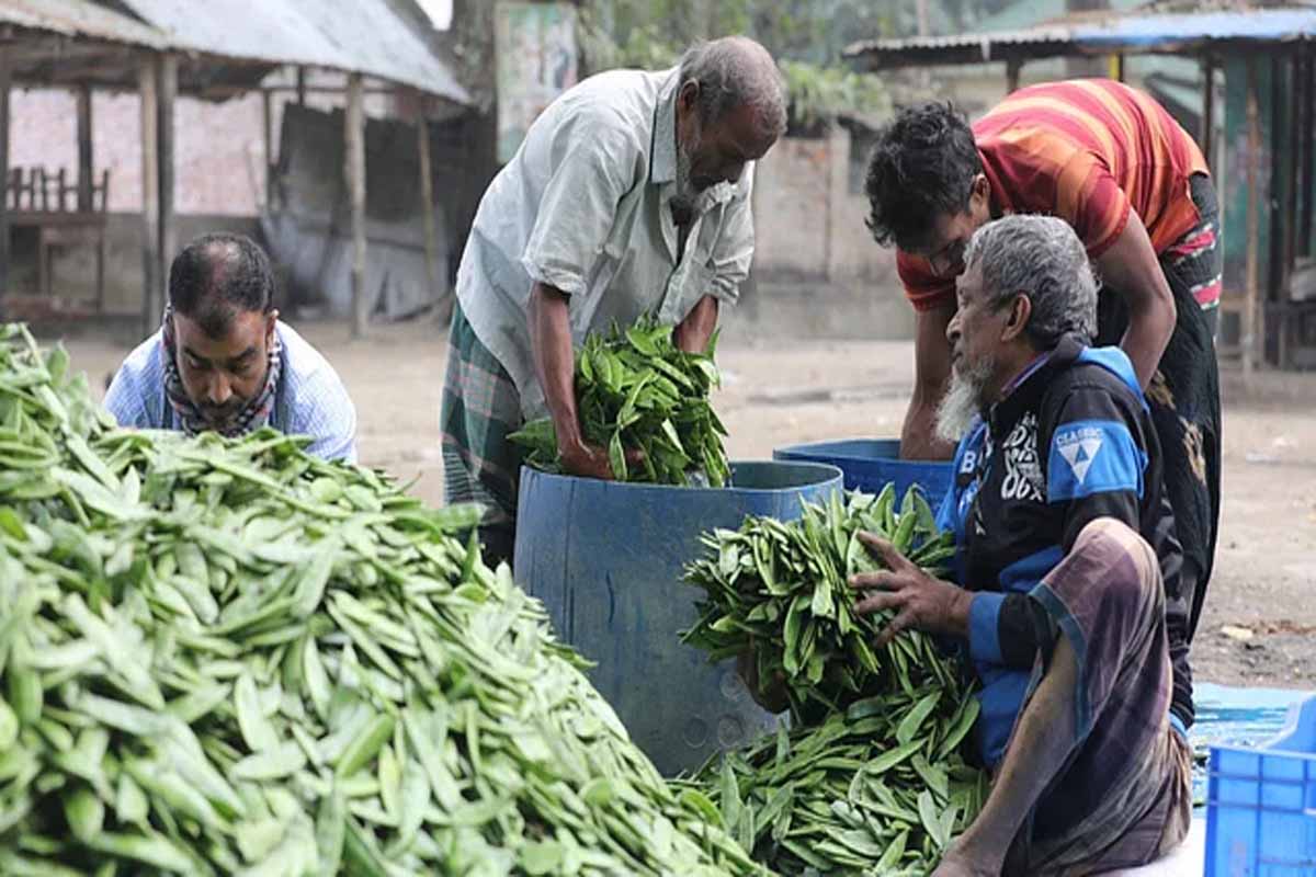 বগুড়ায় ভরা মৌসুমে শীতকালীন সবজির দাম বেড়ে তিন গুণ