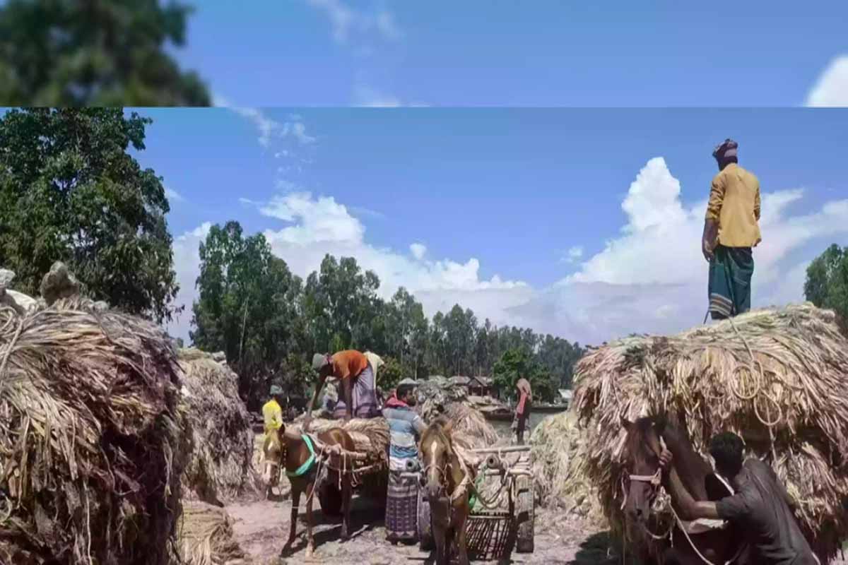 কৃষিমন্ত্রী: ১০ বছরে পাটের উৎপাদন বেড়েছে ৩৩ লাখ বেল