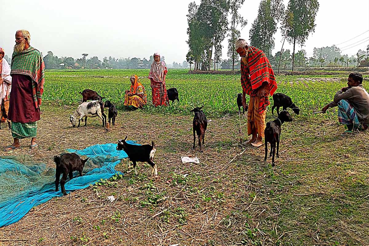 তিস্তার চরে ছাগলের গ্রাম!