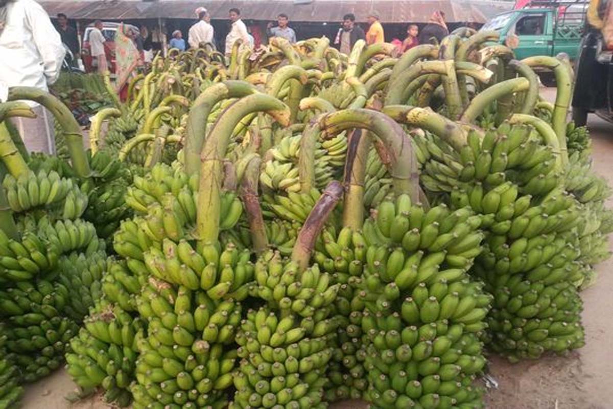 রমজানে কলার চাহিদা থাকায় দাম বেড়েছে কয়েকগুন