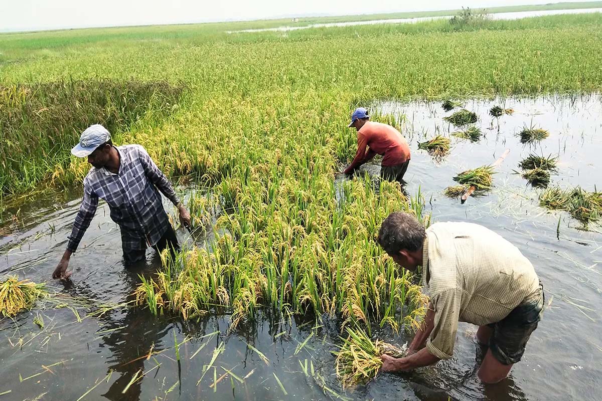 জলাবদ্ধতায় পাঁচশ একর জমির ধান তলিয়ে যাওয়ার শঙ্কা
