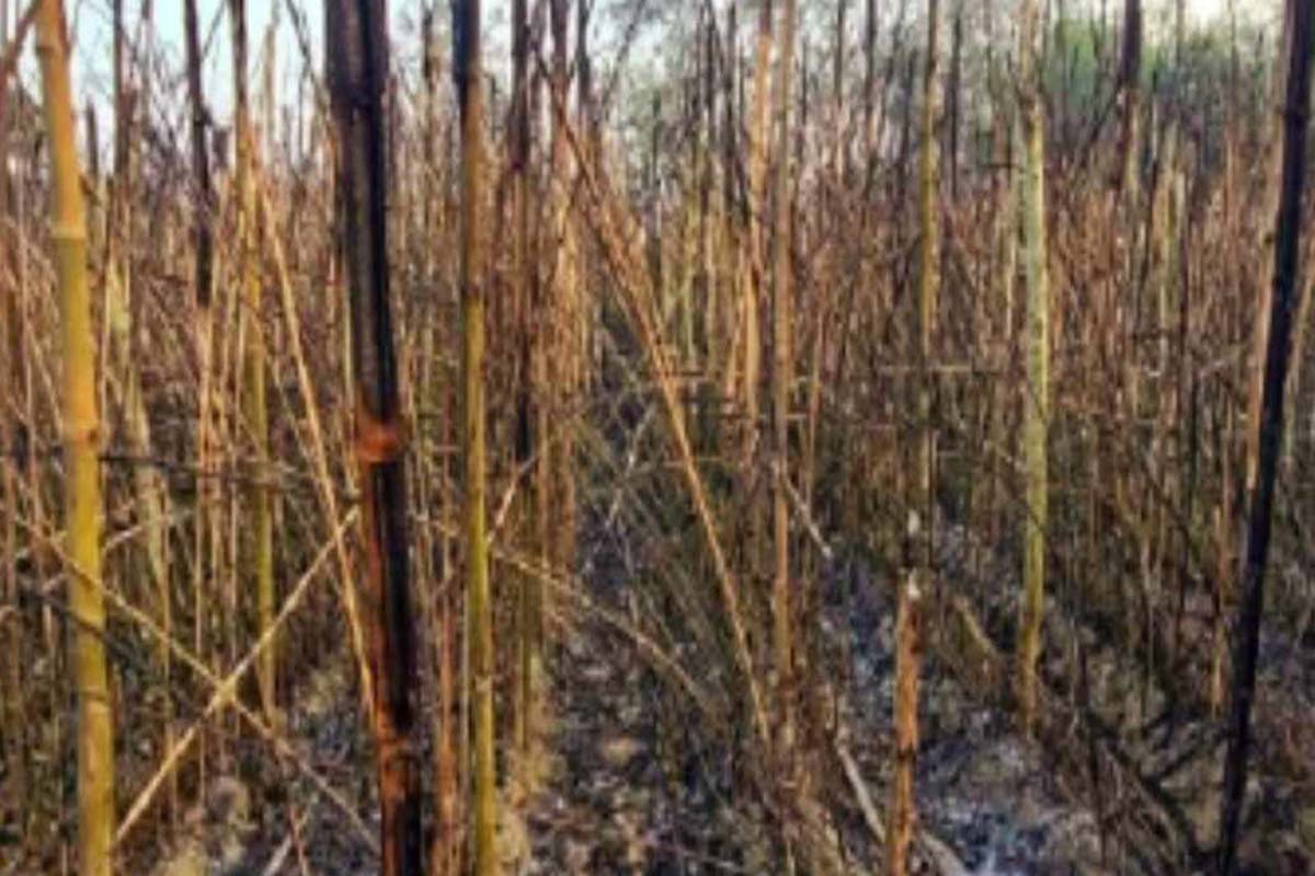 কুষ্টিয়াতে আগুনে পুড়লো ২০ বিঘা জমির পানবরজ