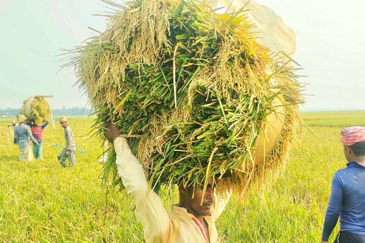হাওরে ধানের বাম্পার ফলনে তীব্র গরমেও কৃষকের মুখে হাসি