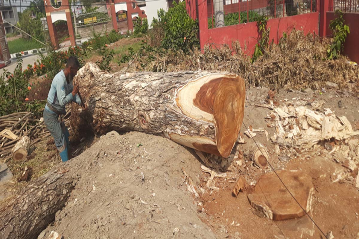 মাদারীপুরে জেলা পরিষদের গাছ নামমাত্র মূল্যে বিক্রির অভিযোগ