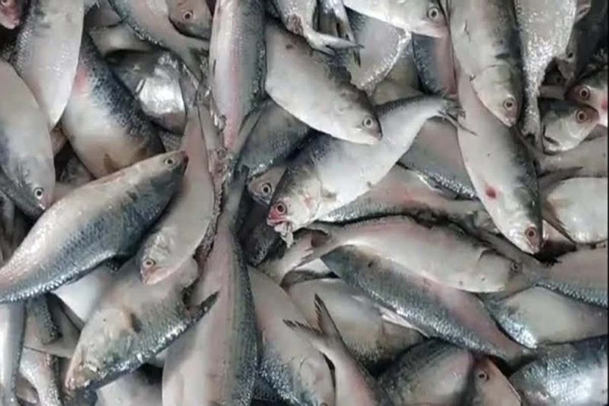 এক জালে ধরা পড়ল ৪০ লাখ টাকার ইলিশ
