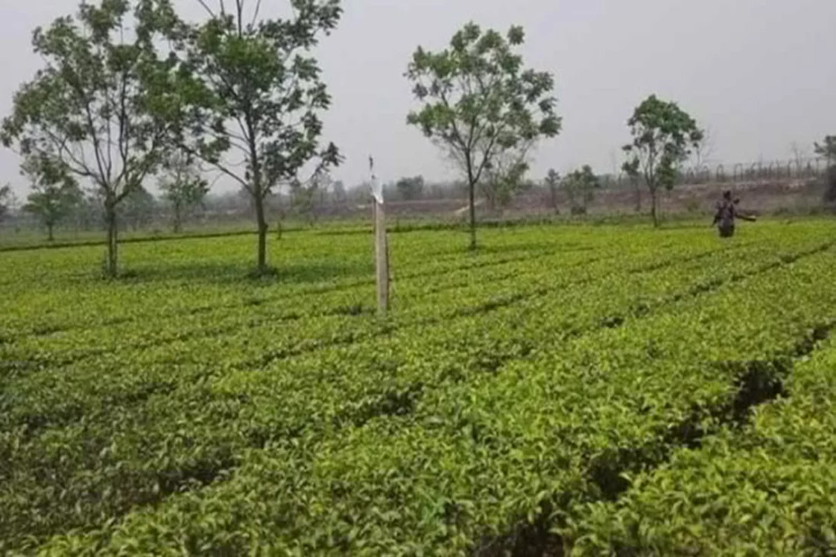 ভারত থেকে বাংলাদেশের ৯১ বিঘা জমি উদ্ধার