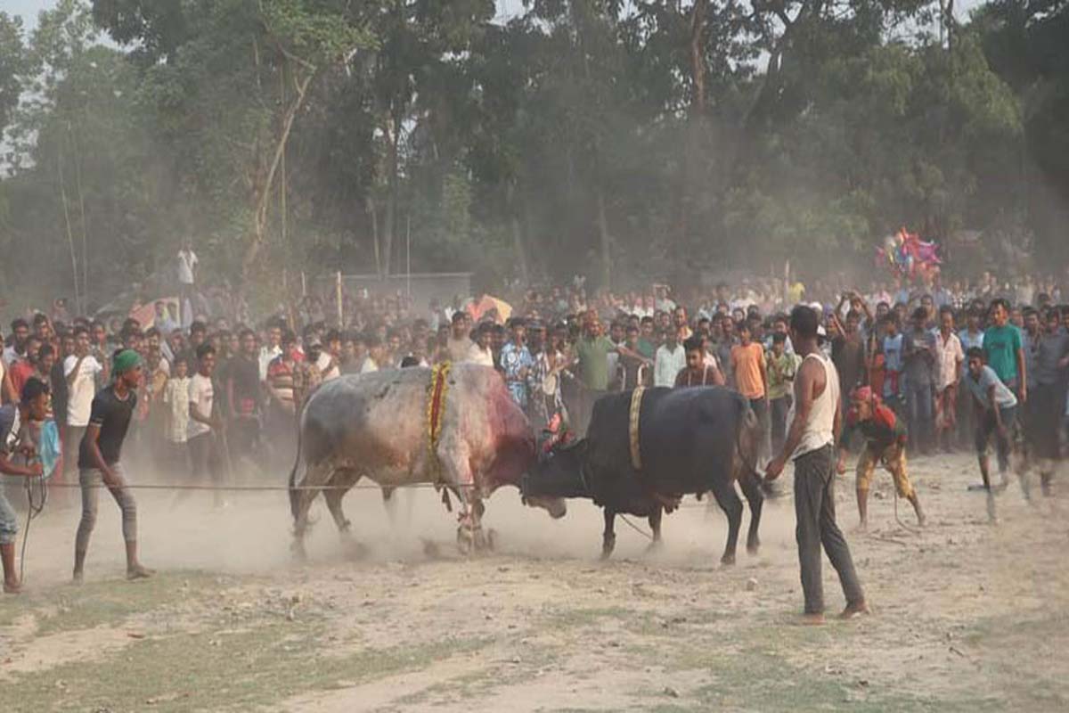 সুলতান মেলায় ঐতিহ্যবাহী ষাঁড়ের লড়াই