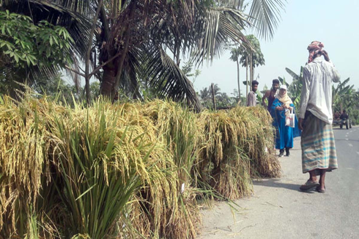 নড়াইলে উন্নত জাতের ধান কর্তন ও মাঠ দিবস অনুষ্ঠিত
