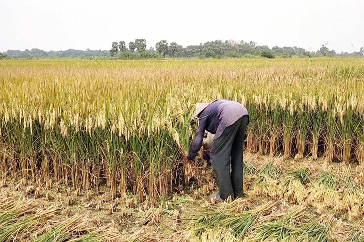 তীব্র তাপপ্রবাহে ধান কাটতে পারছে না চাষিরা