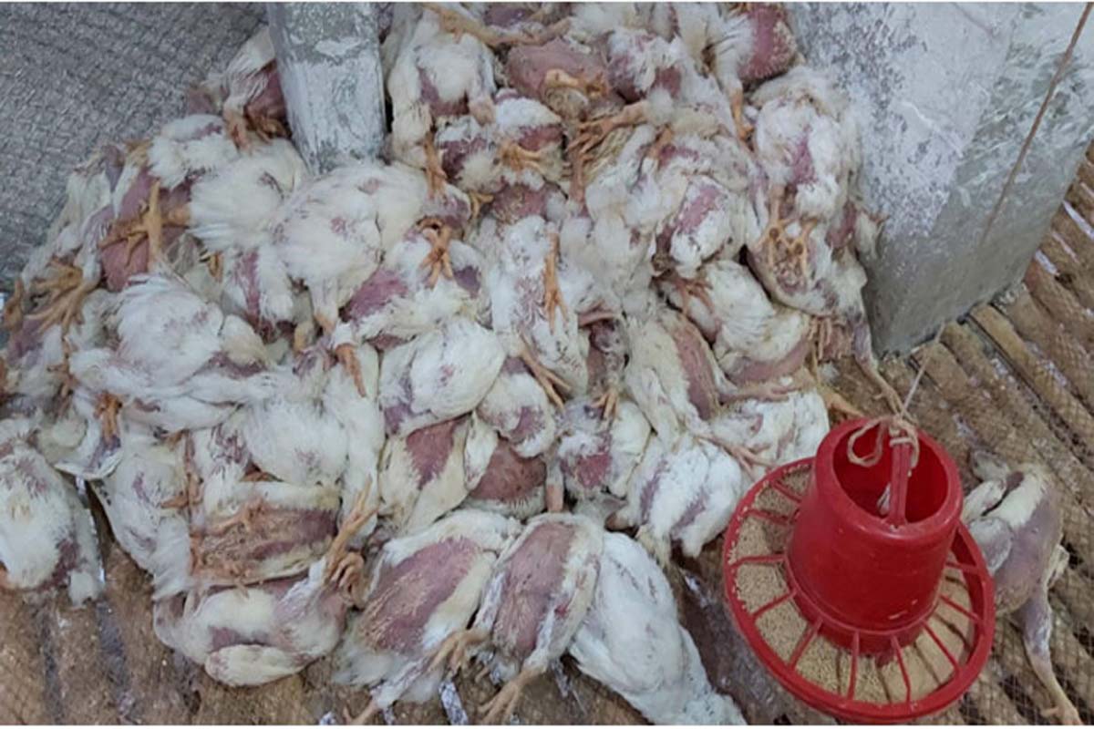 গরমে খামারিদের ক্ষতি ২০০ কোটি টাকা