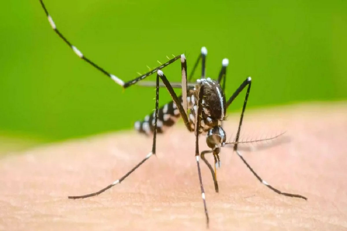 ডেঙ্গুতে আরও একজনের মৃত্যু, নতুন আক্রান্ত ১২