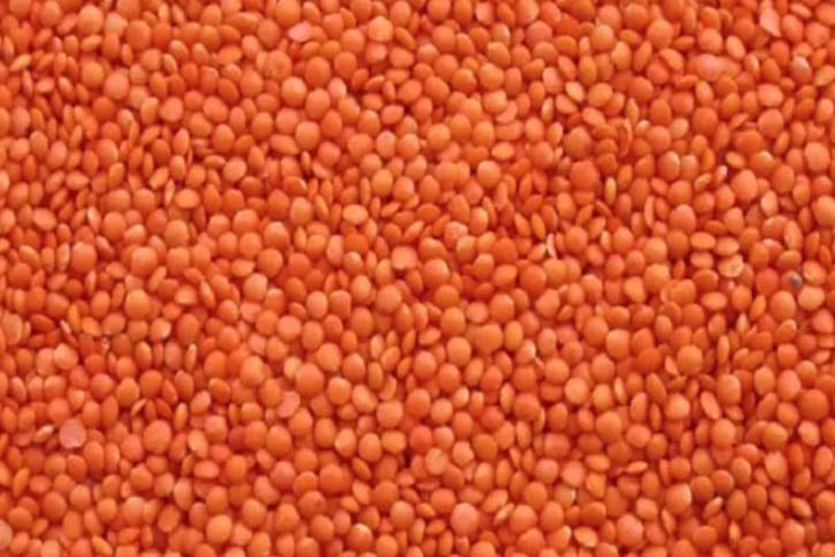 ১০ হাজার মেট্রিক টন মসুর ডাল কিনবে সরকার