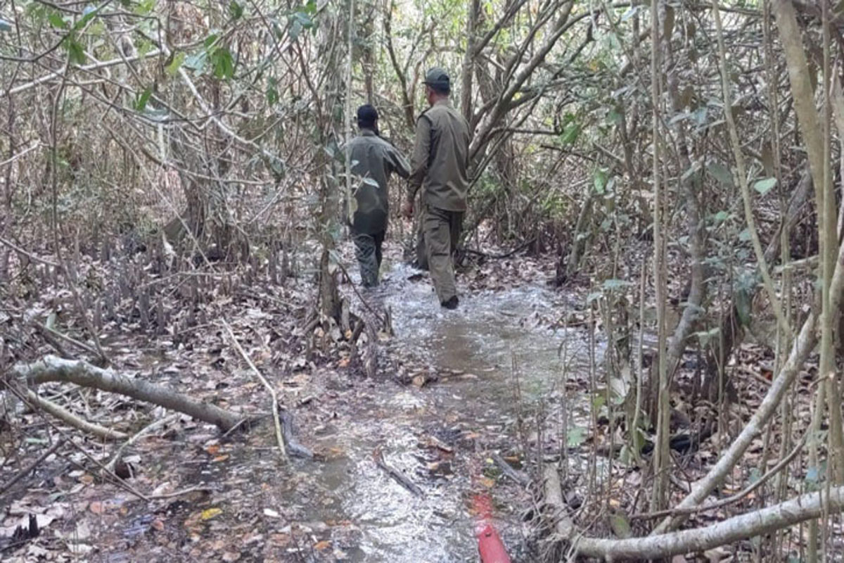 সুন্দরবনের পুড়ে যাওয়া অংশে জমেছে বৃষ্টির পানি