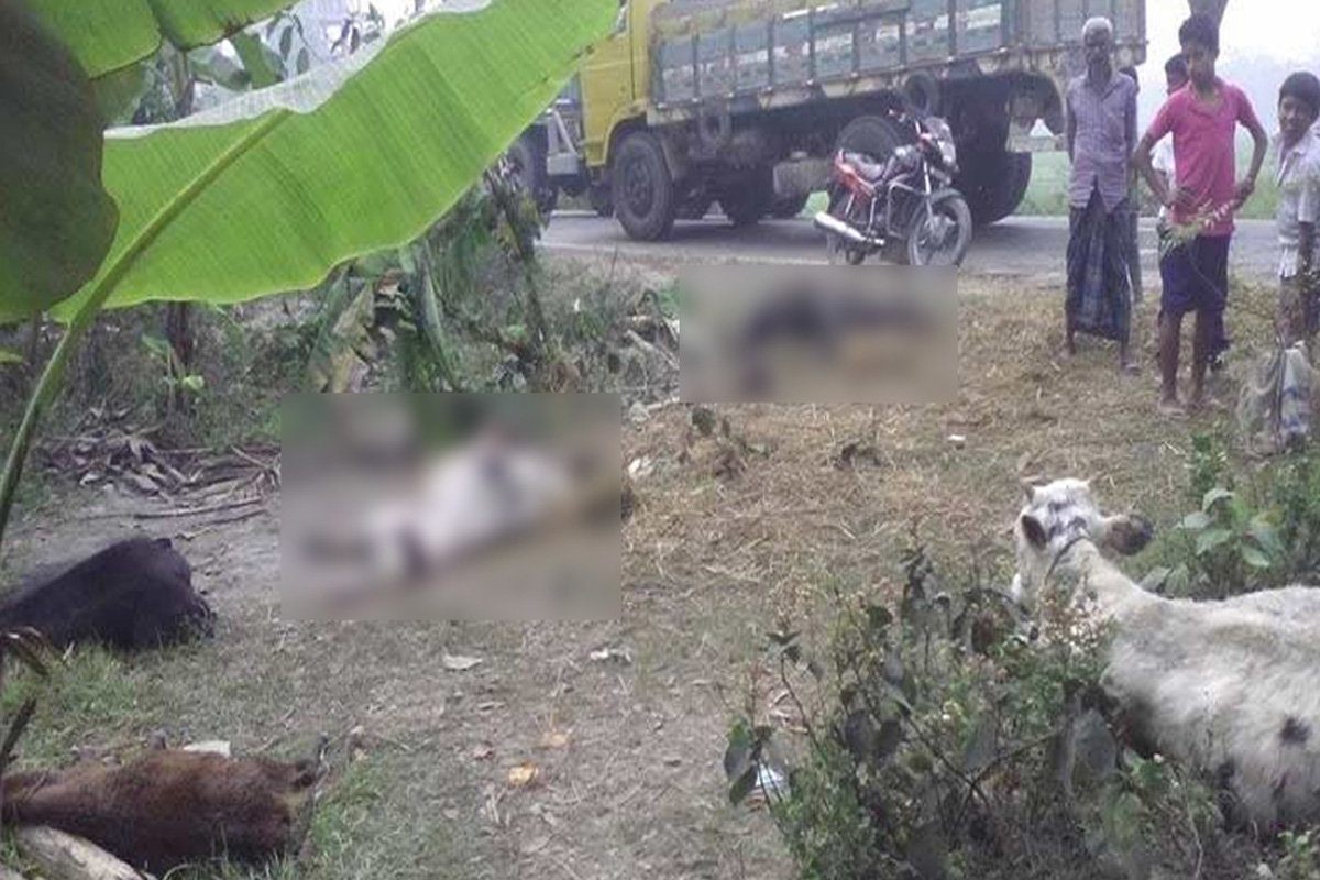 গরুর পালে উঠে গেল ট্রাক, ৬ গরু ও রাখালের মৃত্যু