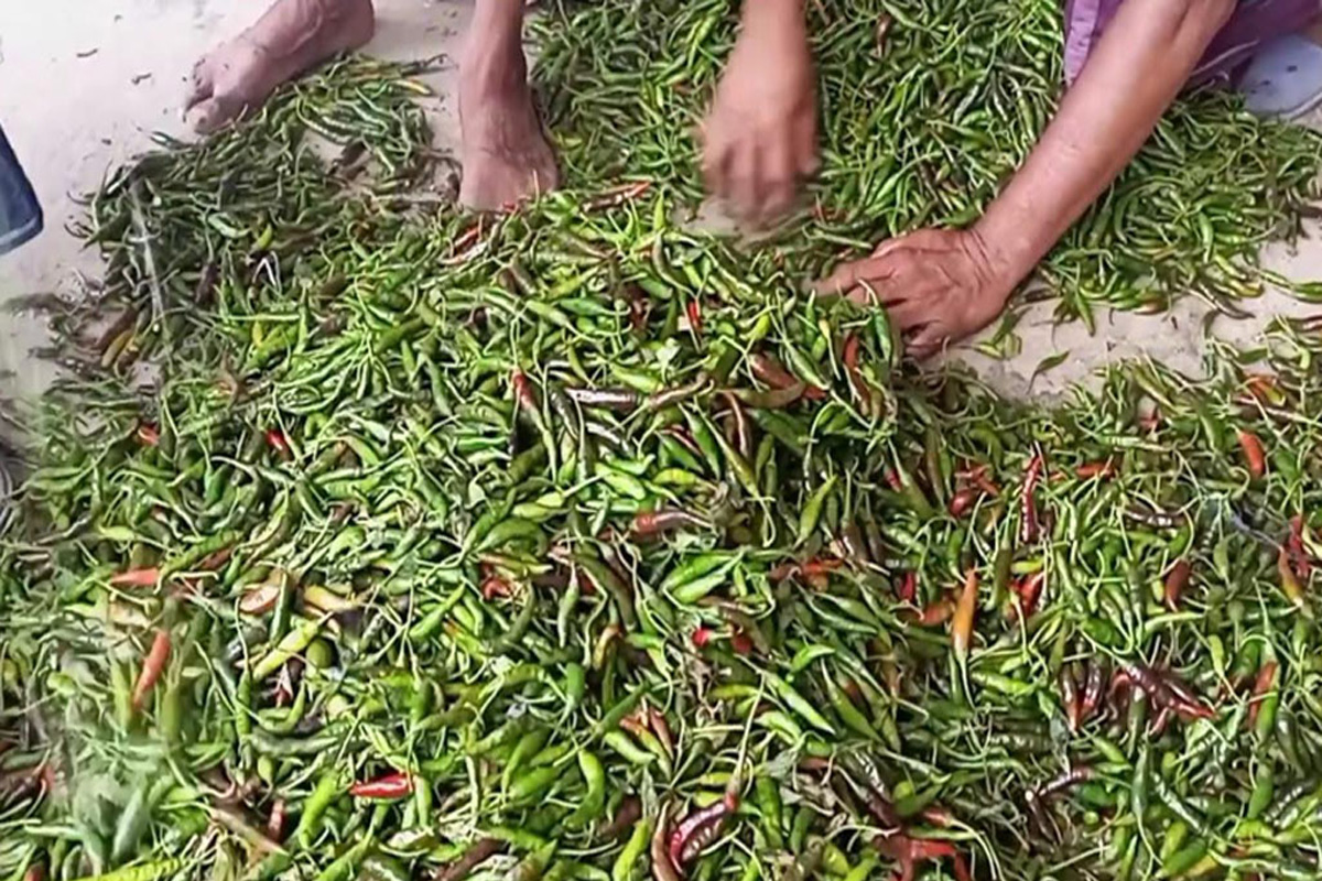 মেহেরপুরে রসুন ও কাঁচা মরিচের দাম লাগামহীন