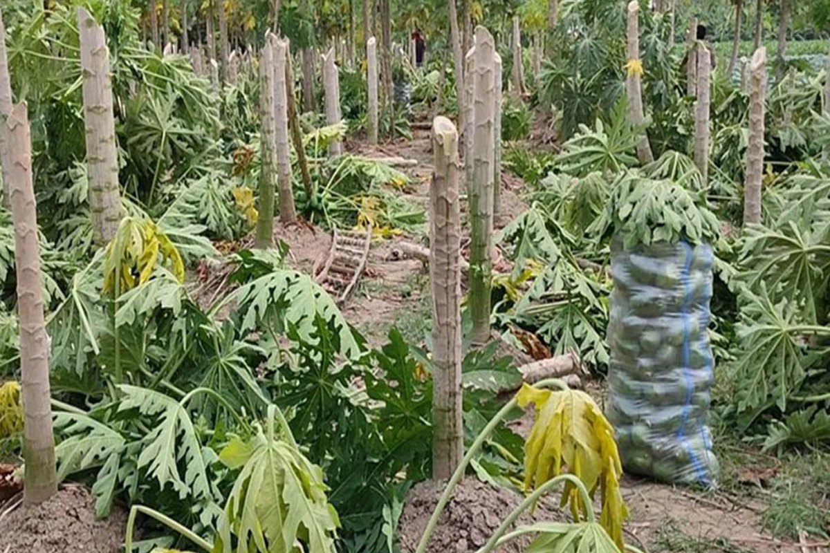 মুজিবনগরে ১৩ লাখ টাকার ফসল কেটে তছরুপ