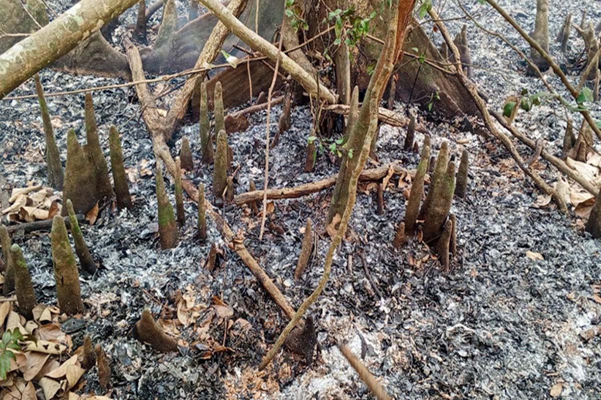 সুন্দরবনে অগ্নিকাণ্ডের ঘটনায় তদন্ত কমিটি
