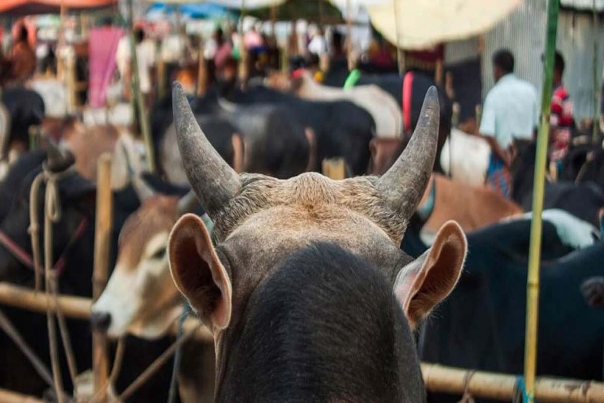 রাজধানীর যেসব স্থানে বসবে কোরবানির পশুর হাট