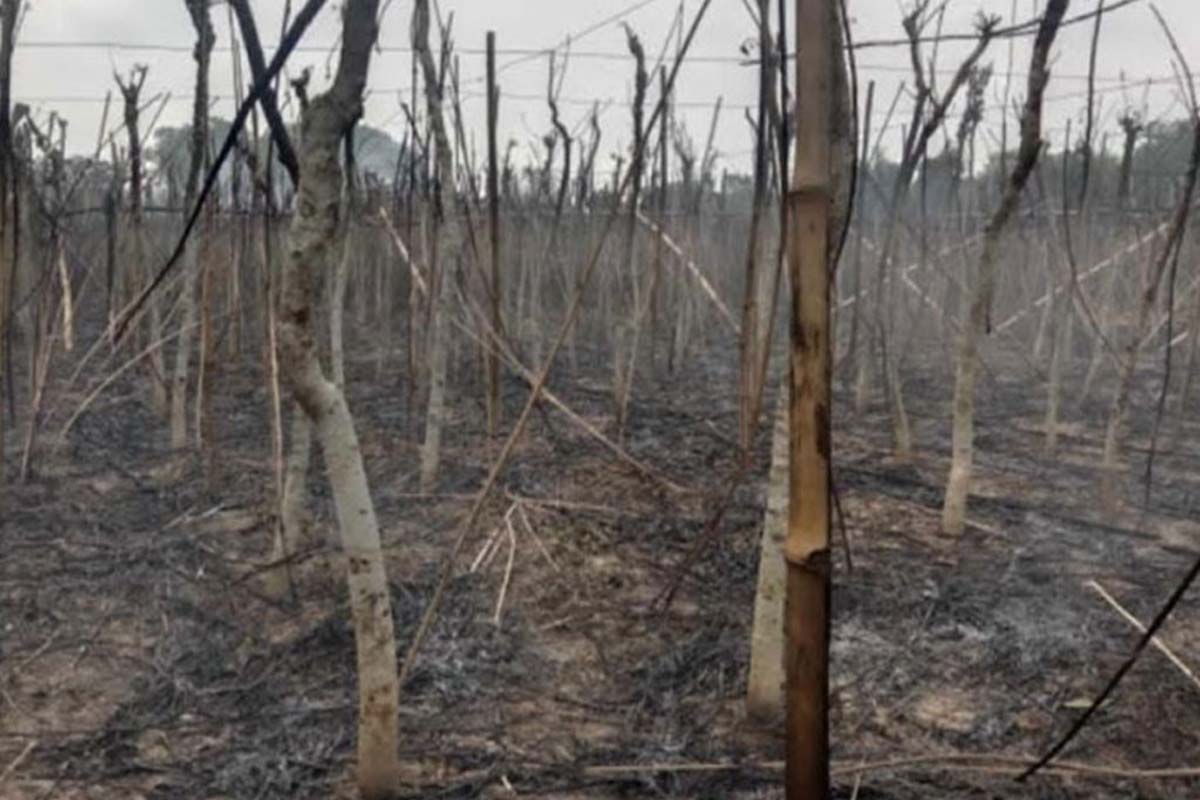 বড়াইগ্রামের আগুনে পুড়ল ৫০ বিঘা জমির বরজ