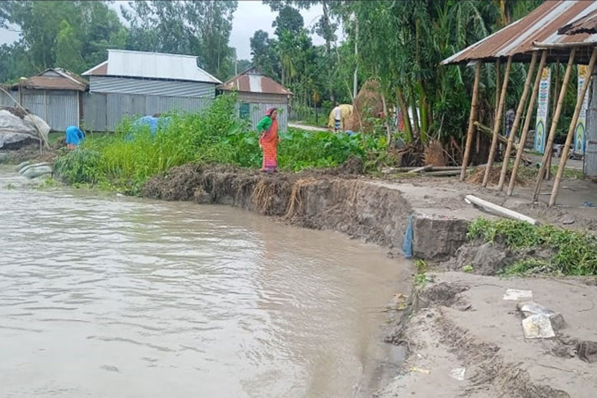 কুড়িগ্রামে তিস্তার তীরে তীব্র ভাঙন