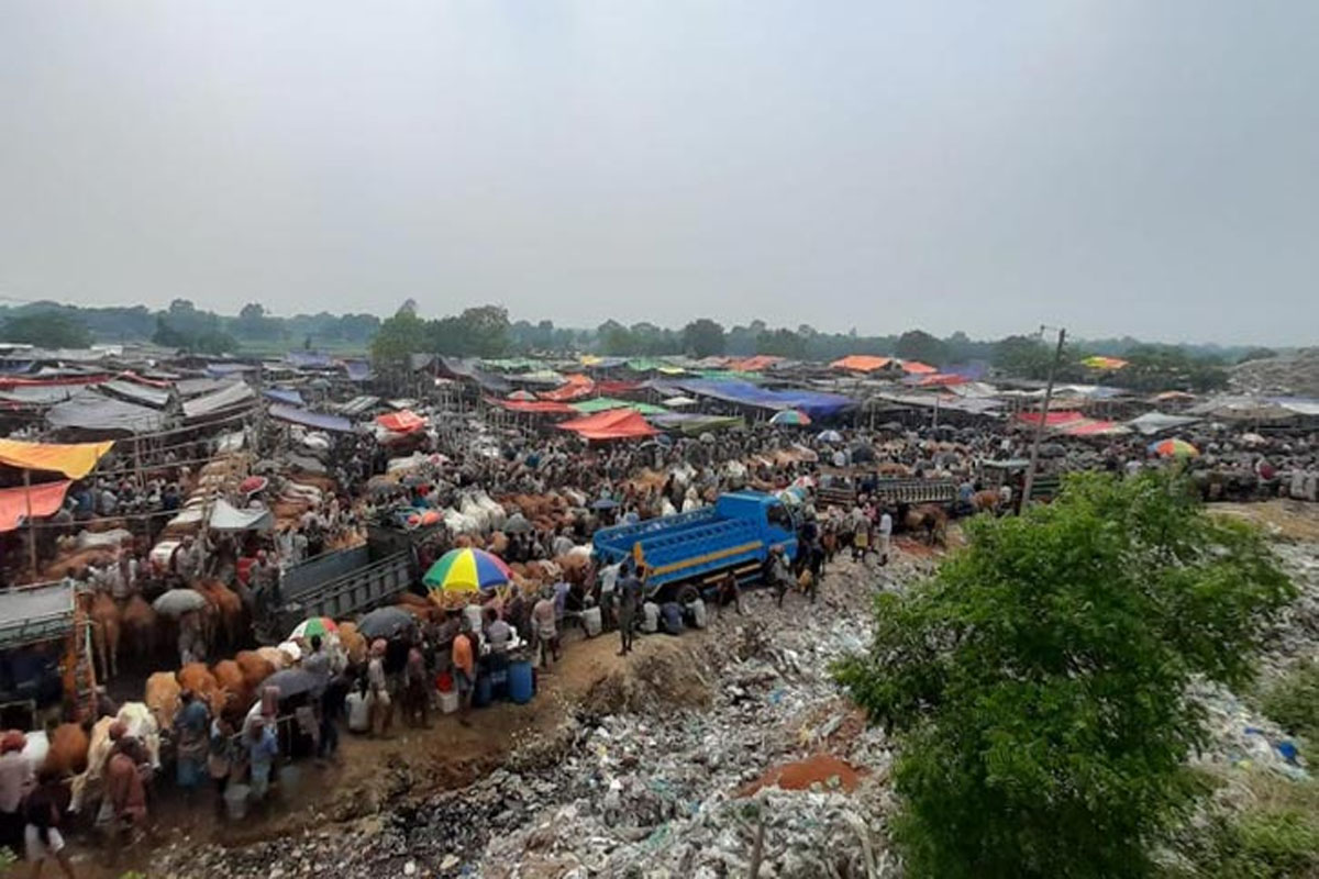 রাজশাহীতে লাখের নিচে মিলছে না কোরবানির গরু