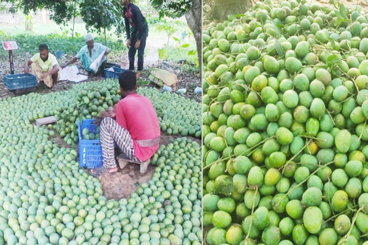 ইউরোপের বাজারে রপ্তানি হচ্ছে সাতক্ষীরার আম