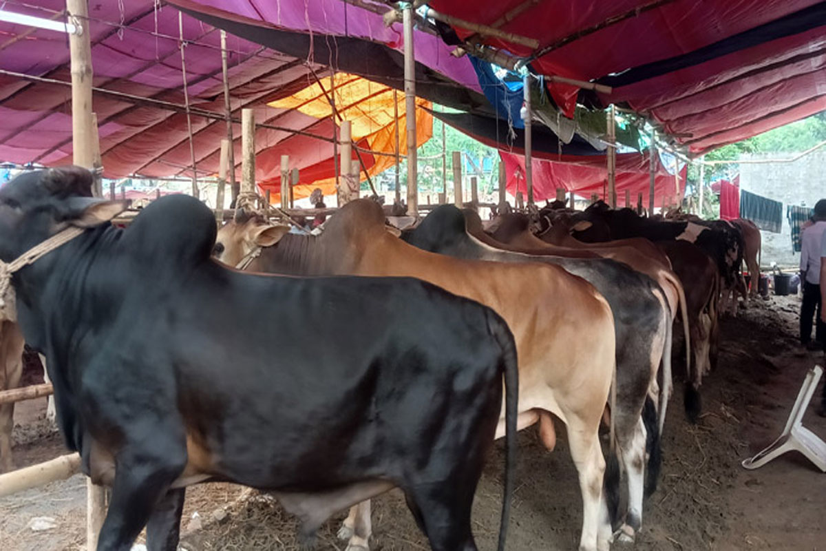 শেষ দিনে হাটে ক্রেতার ঢল, দামও বেশি