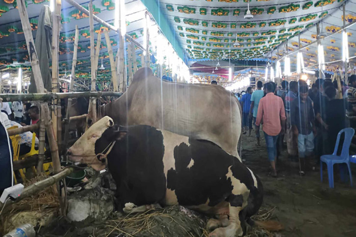 শেষ মুহূর্তে বড় গরুর দরপতন