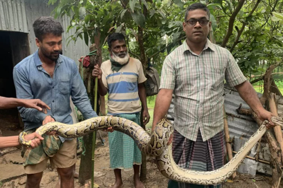 মৌলভীবাজারে গোয়ালঘরে ১২ ফুট লম্বা অজগর