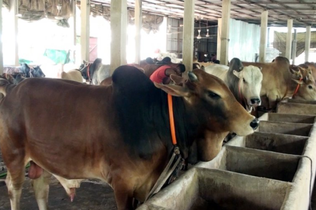ভারতীয় গরু প্রবেশের শঙ্কায় খামারিরা
