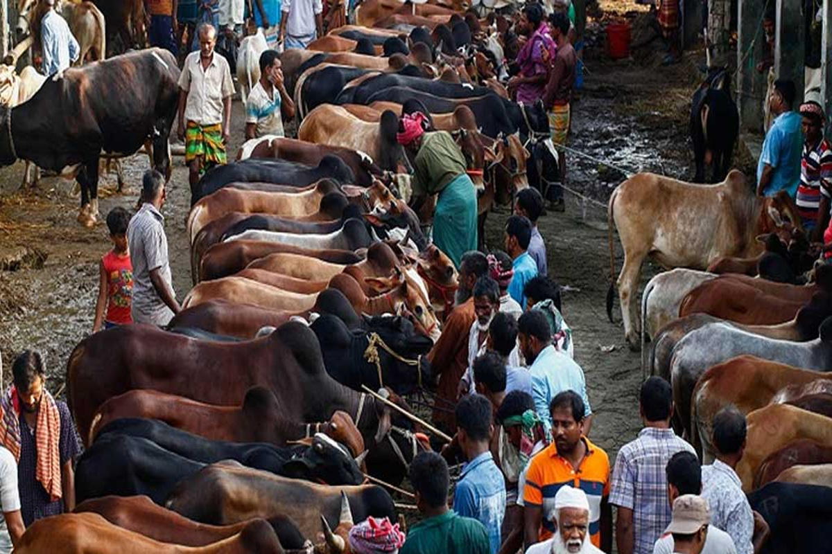 আফতাবনগরে গরুর হাট বসানো যাবে না: আপিল বিভাগ