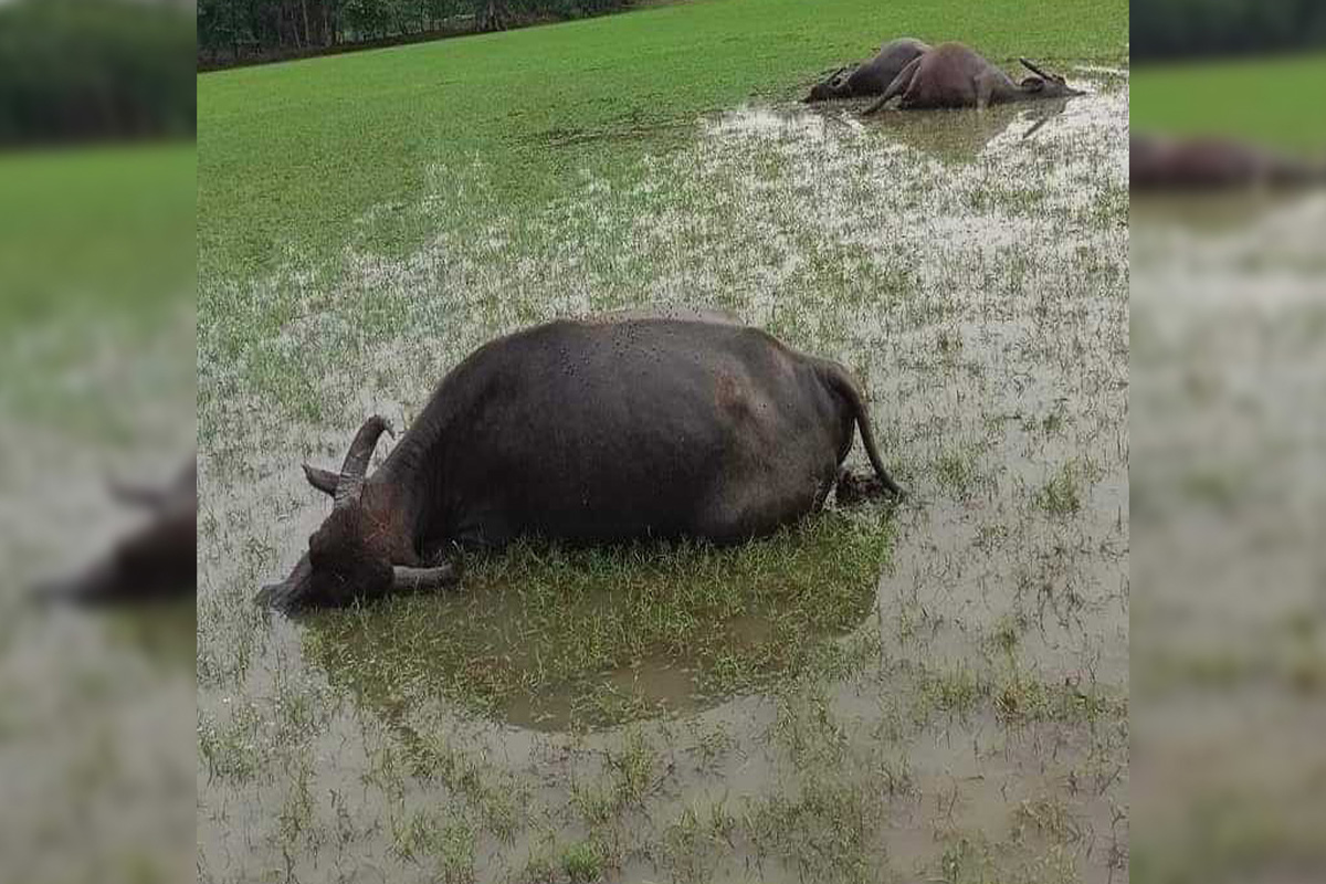 ফেনীতে বজ্রপাতে ১২ গবাদিপশুর মৃত্যু