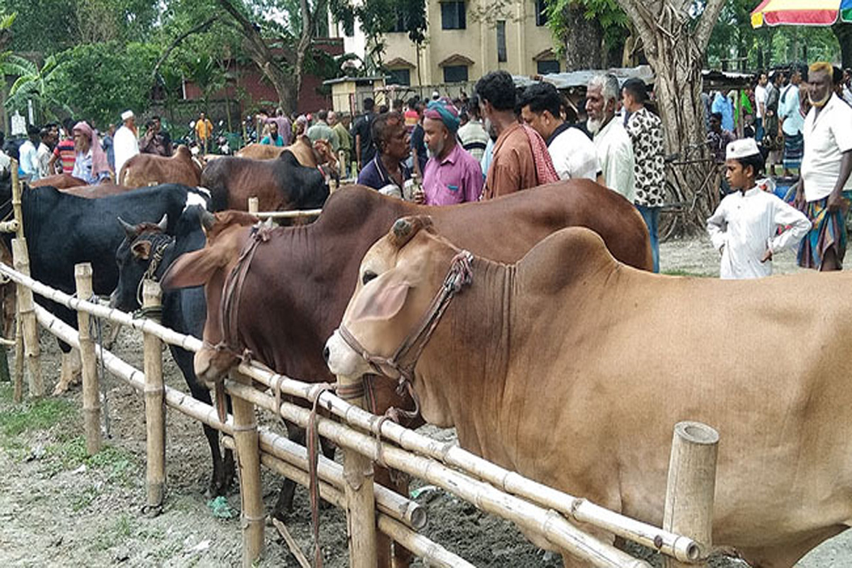 লোহাগড়ায় জমে উঠেছে কোরবানির পশুর হাট