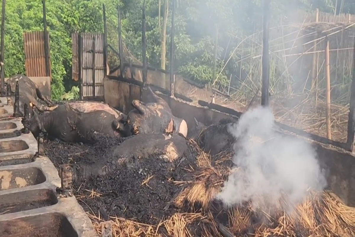 শিবচরে আগুনে ১৩ গরু মারা গেছে