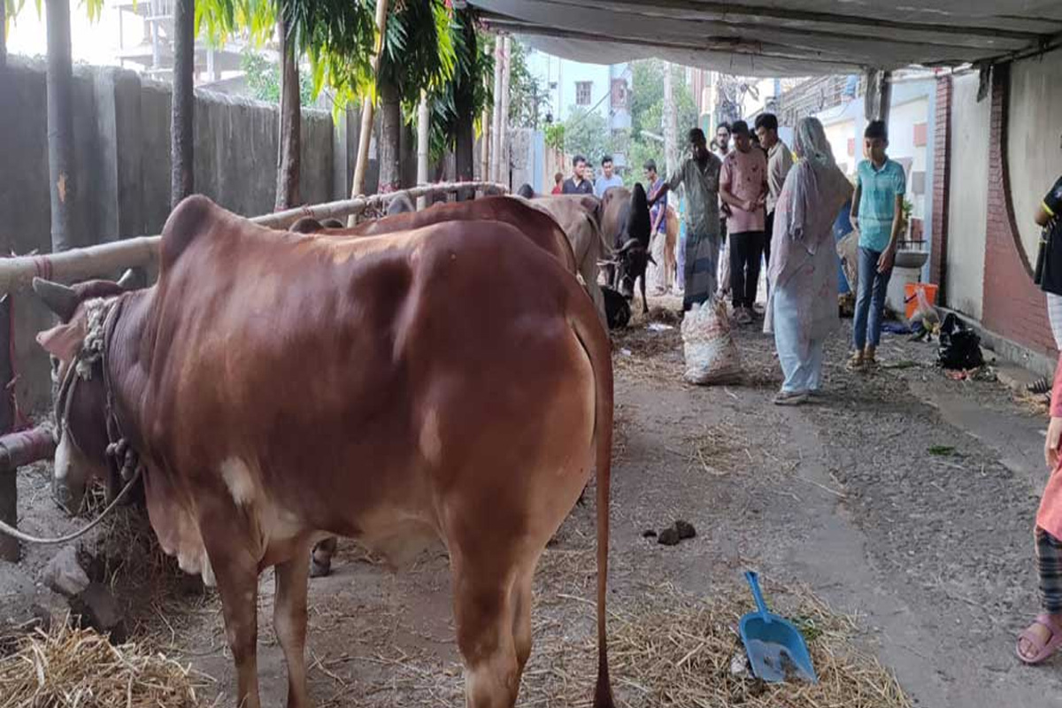 নজর কাড়ছে উচ্চশিক্ষিত নারীর ১৪ গরু