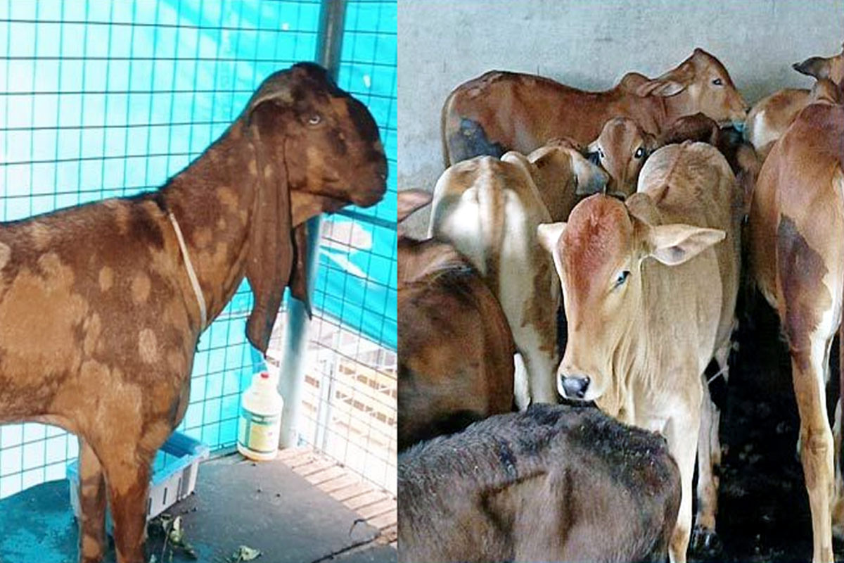 আলোচিত সেই ছাগলসহ ১০ ব্রাহমা গরুর সন্ধান আলোচিত সেই ছাগলসহ ১০ ব্রাহমা গরুর সন্ধান