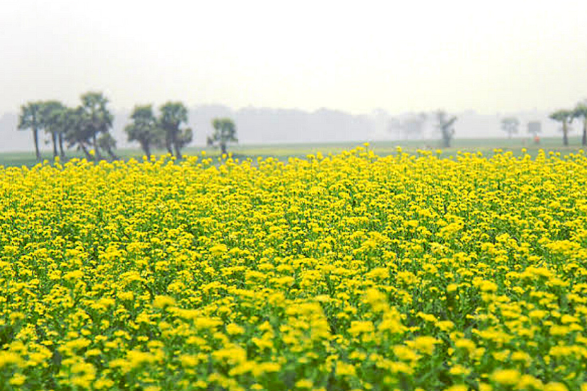 নেত্রকোনার সবুজ প্রান্তরে হলুদের মায়াবী ছোঁয়া