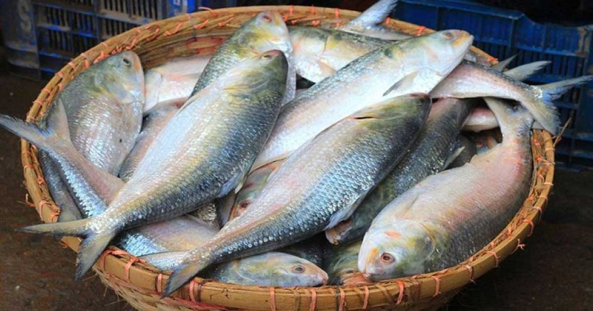 দুর্গাপূজায় ভারতে ইলিশ রপ্তানির ফের অনুমতি