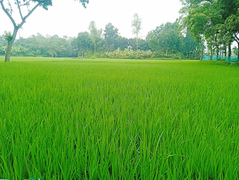 সিরাজগঞ্জের মাঠে রোপা আমনের সবুজের সমারোহ