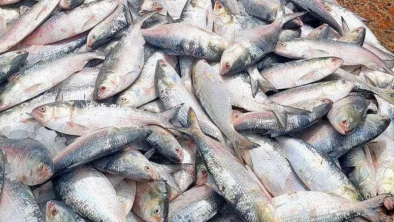 ভারতে যাচ্ছে ১ হাজার ২০০ মেট্রিক টন ইলিশ