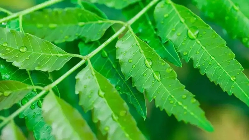 কসমেটিক ও ত্বকচর্চার পণ্যের তালিকায় নিমপাতা
