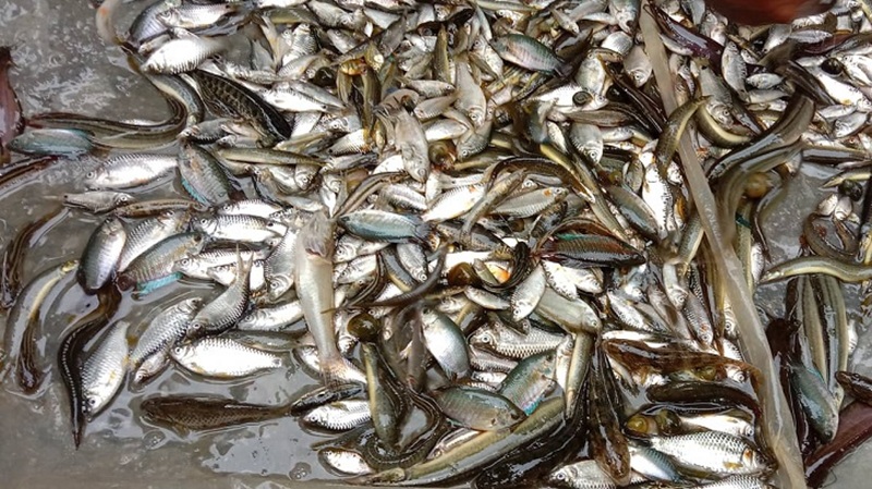 প্রাকৃতিক পানির রত্নগুলো বিলুপ্তির পথে
